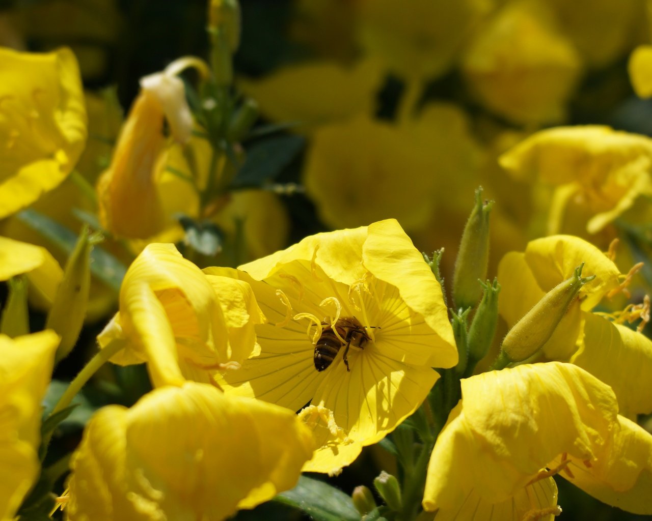 Обои цветы, насекомое, лето, тюльпан, пчела, опыление, flowers, insect, summer, tulip, bee, pollination разрешение 5456x3064 Загрузить