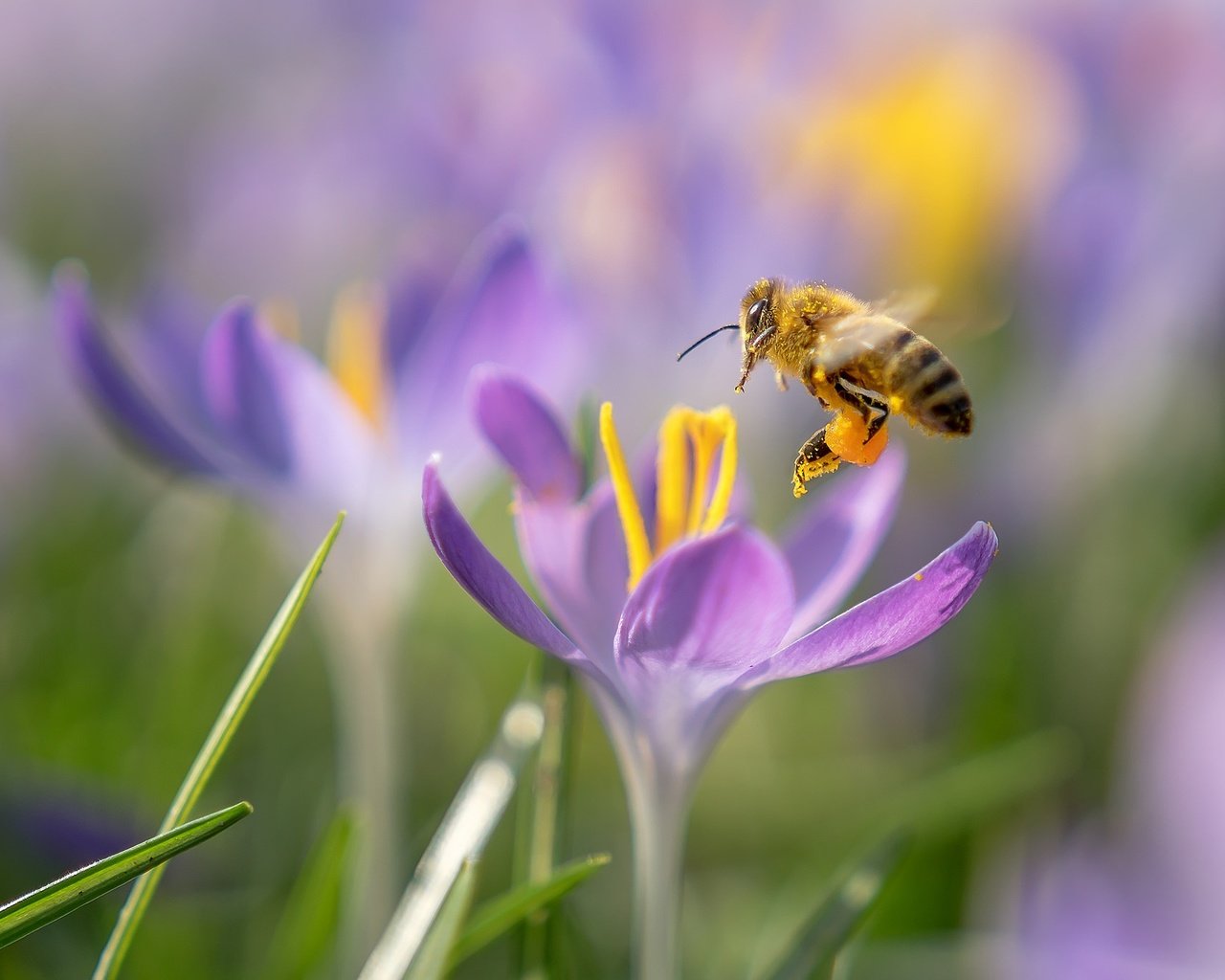 Обои цветы, макро, насекомое, весна, пчела, крокусы, flowers, macro, insect, spring, bee, crocuses разрешение 2048x1365 Загрузить