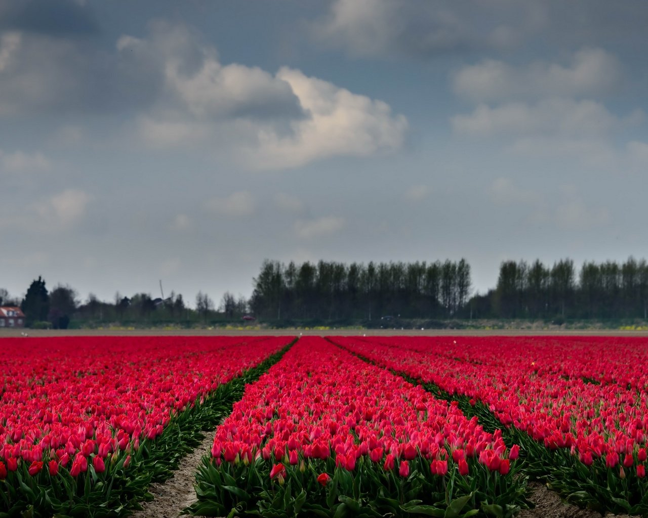 Обои небо, цветы, деревья, поле, горизонт, тюльпаны, the sky, flowers, trees, field, horizon, tulips разрешение 2667x1440 Загрузить