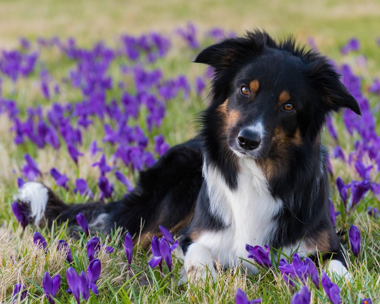Обои цветы, взгляд, собака, весна, крокусы, бордер-колли, flowers, look, dog, spring, crocuses, the border collie разрешение 6016x4016 Загрузить
