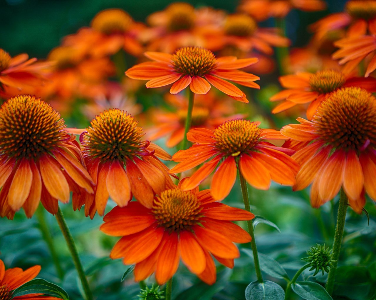 Обои цветы, поле, лепестки, стебель, эхинацея, flowers, field, petals, stem, echinacea разрешение 2048x1358 Загрузить