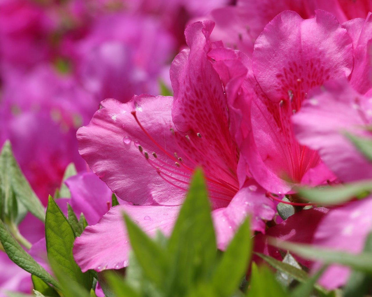 Обои цветы, макро, розовые, азалия, рододендрон, flowers, macro, pink, azalea, rhododendron разрешение 2048x1365 Загрузить