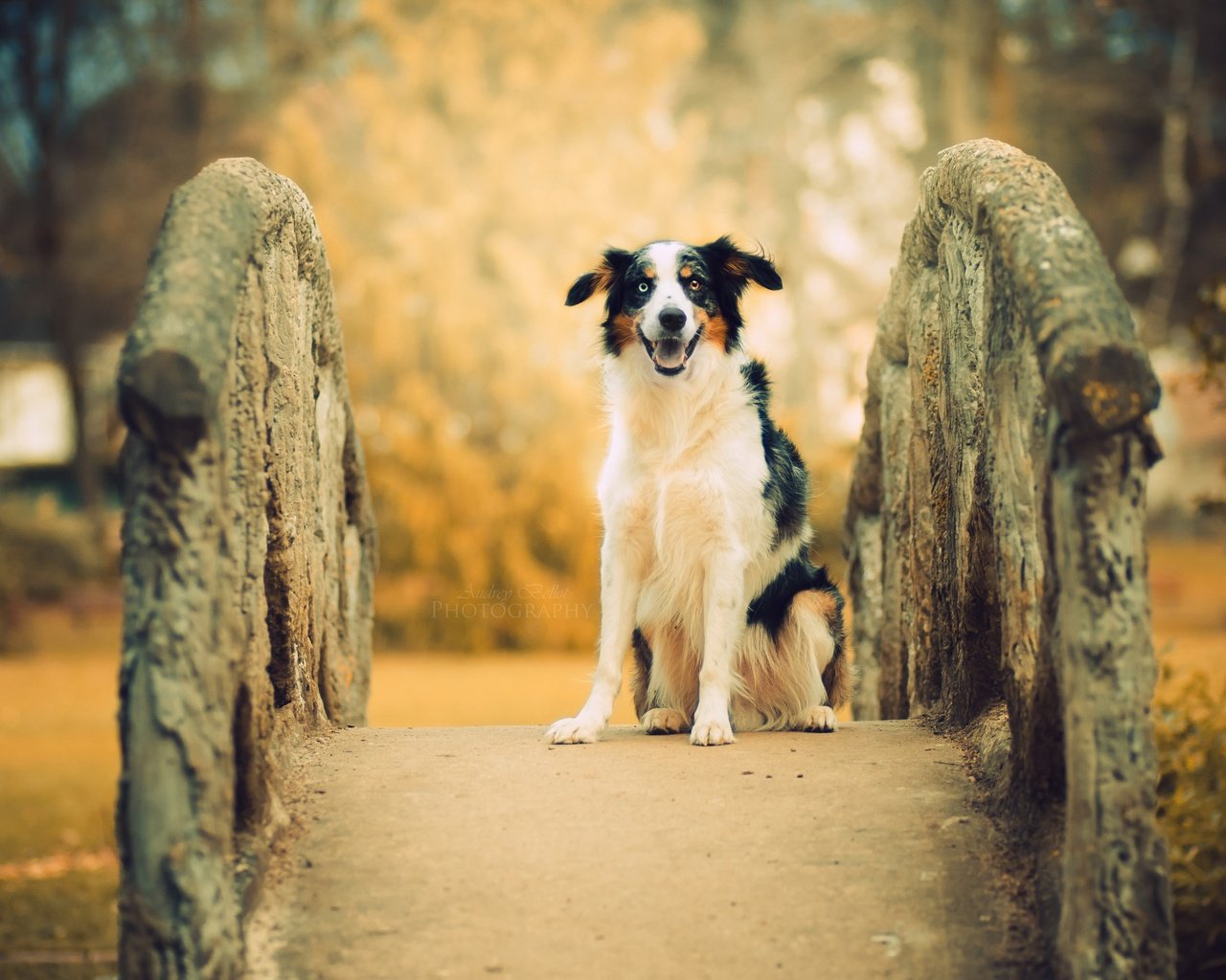 Обои мост, собака, друг, австралийская овчарка, bridge, dog, each, australian shepherd разрешение 2560x1556 Загрузить