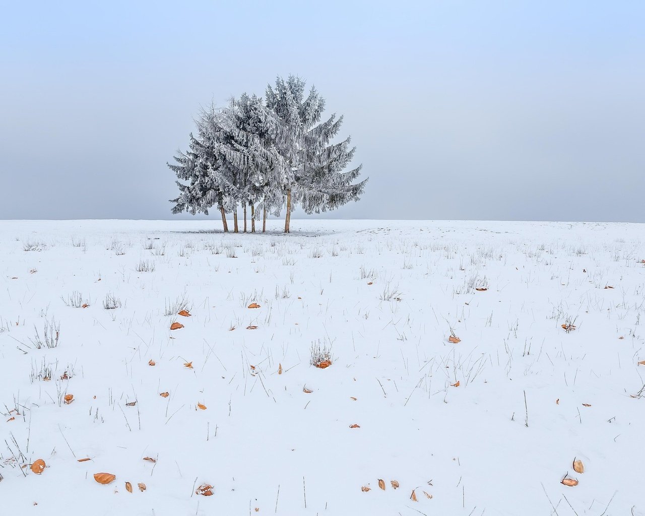 Обои небо, снег, дерево, зима, поле, the sky, snow, tree, winter, field разрешение 2048x1365 Загрузить