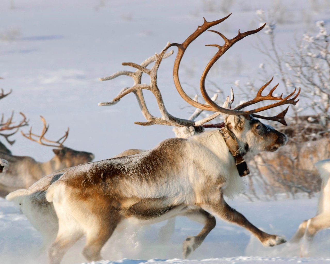 Обои снег, карашоке, зима, рога, олени, упряжка, норвегия, северный олень, финнмарк, snow, the karasjok, winter, horns, deer, team, norway, reindeer, finnmark разрешение 1920x1080 Загрузить