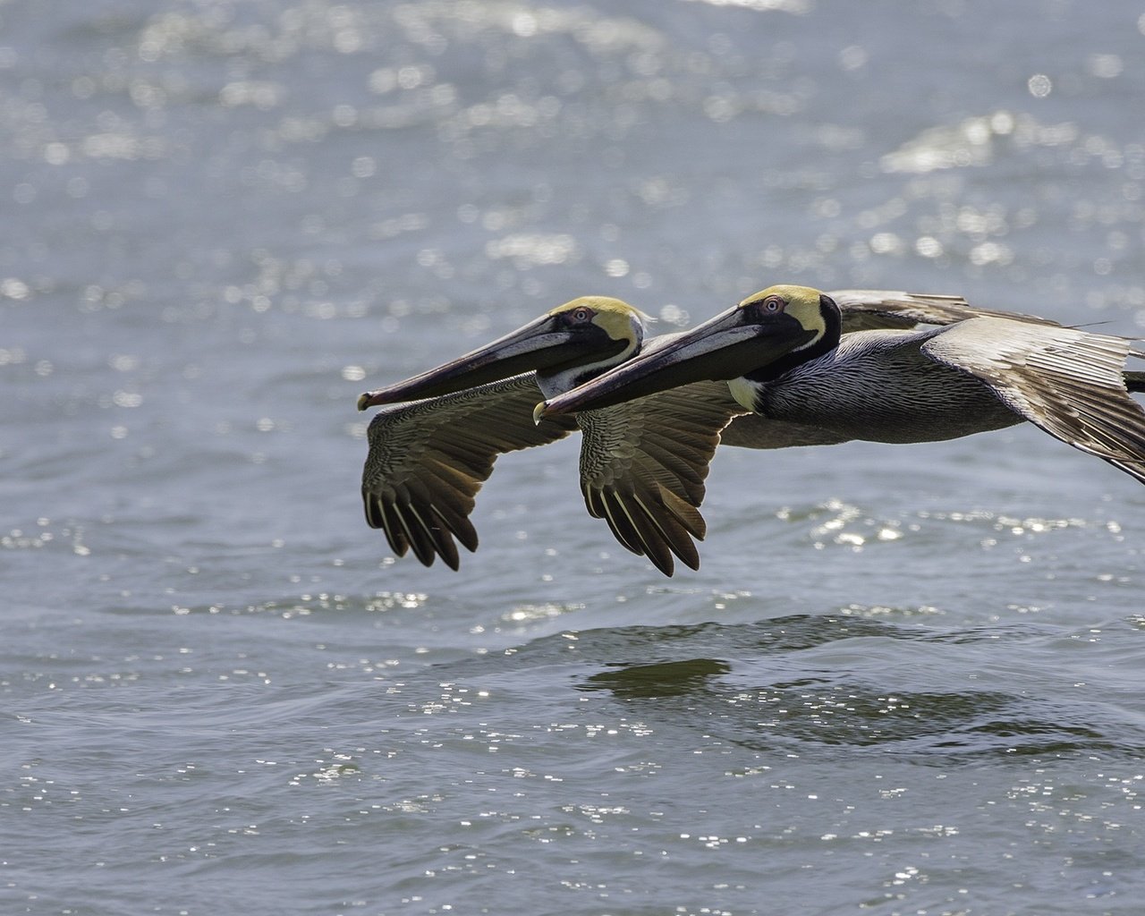 Обои вода, полет, птицы, пеликан, пеликаны, water, flight, birds, pelican, pelicans разрешение 2000x1250 Загрузить