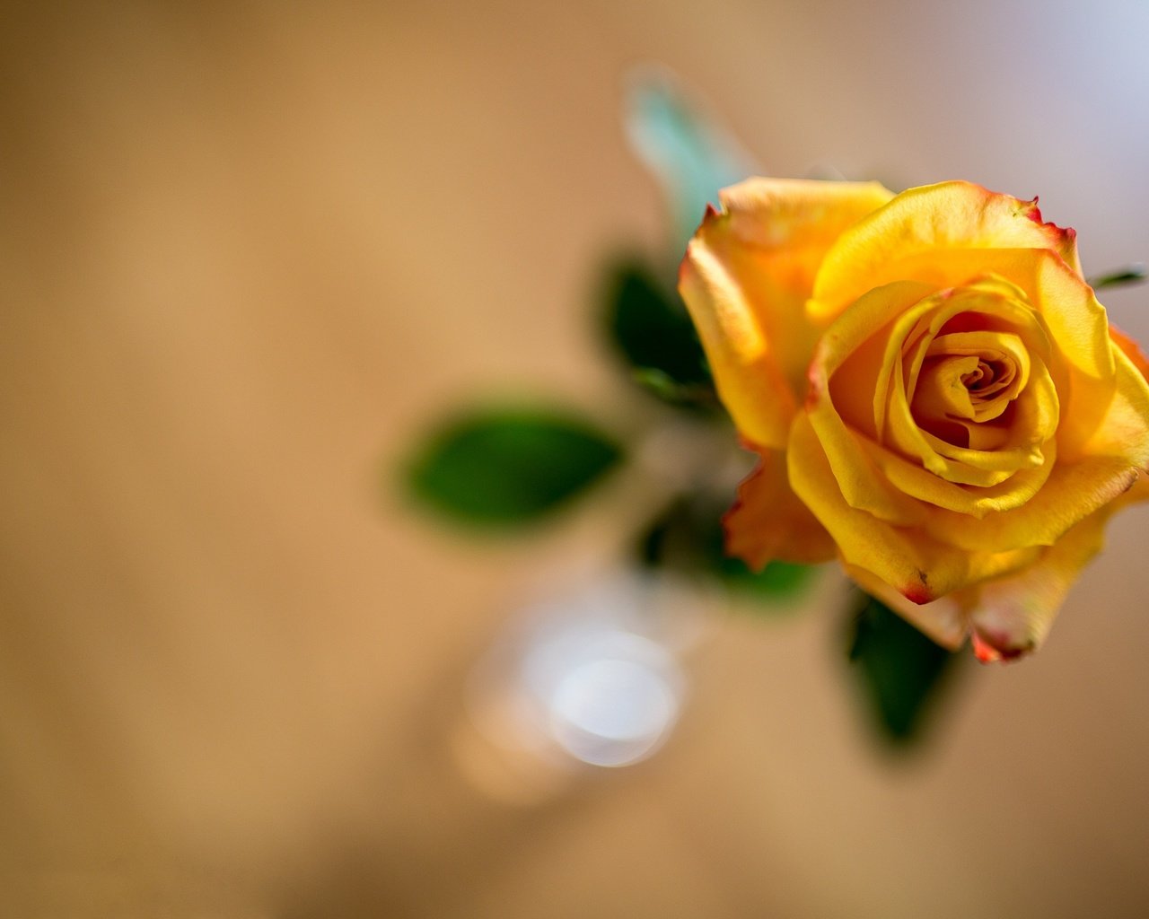 Обои желтый, фон, цветок, роза, боке, yellow, background, flower, rose, bokeh разрешение 2121x1414 Загрузить