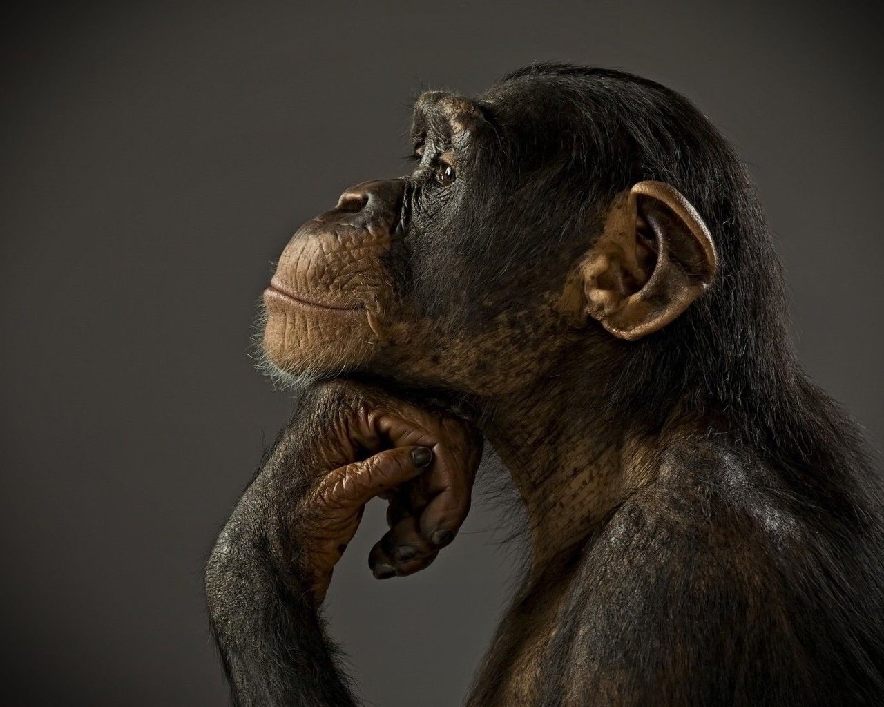 Обои фон, профиль, животное, обезьяна, примат, шимпанзе, background, profile, animal, monkey, the primacy of, chimpanzees разрешение 1920x1080 Загрузить