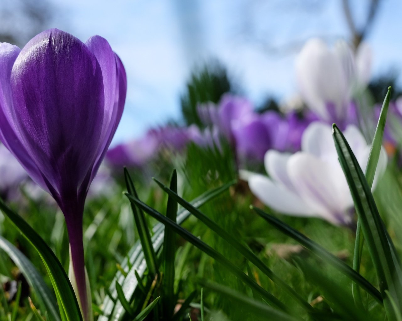 Обои цветы, фиолетовый, весна, крокус, flowers, purple, spring, krokus разрешение 3840x2560 Загрузить