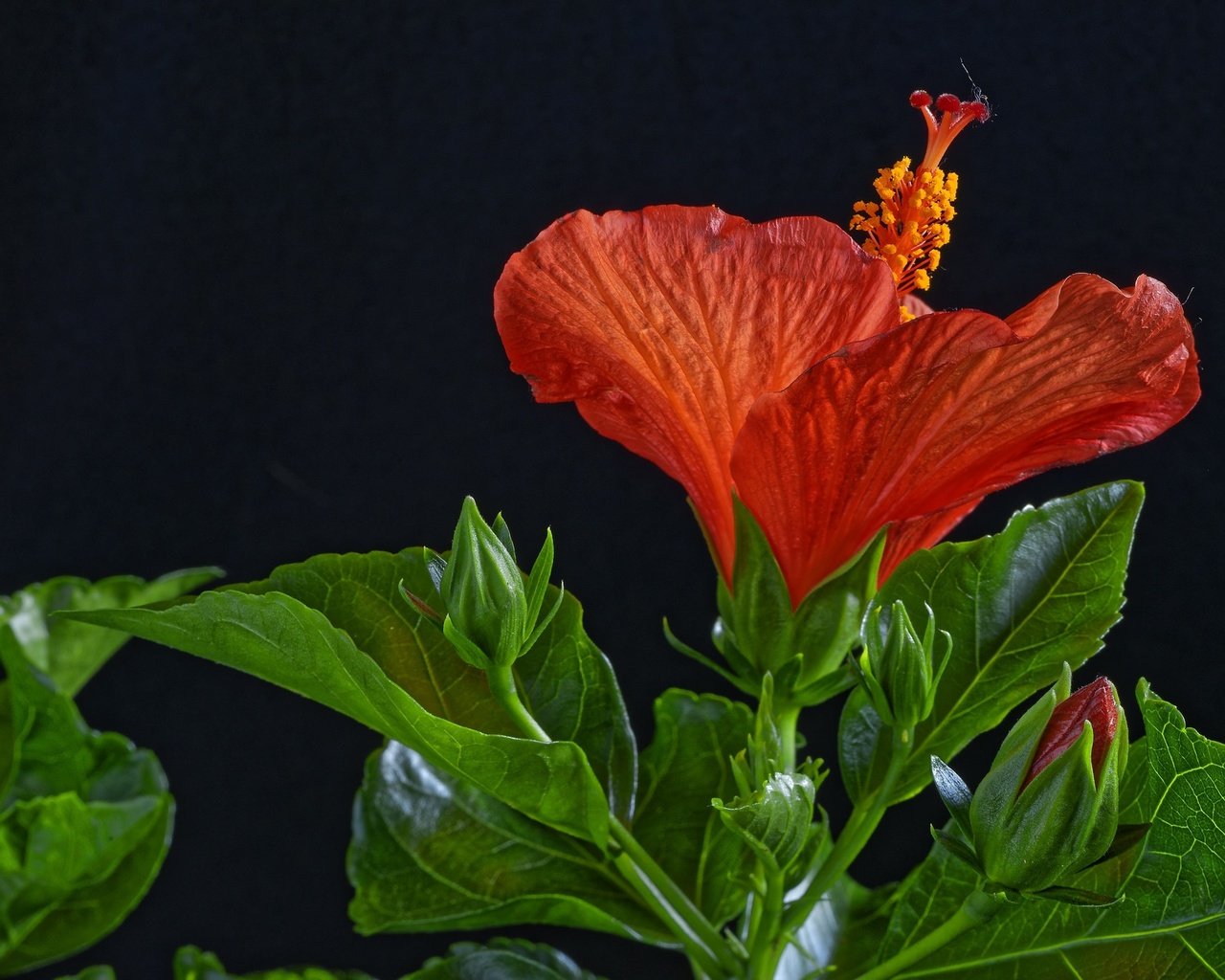 Обои листья, макро, цветок, красный, черный фон, гибискус, leaves, macro, flower, red, black background, hibiscus разрешение 2048x1367 Загрузить