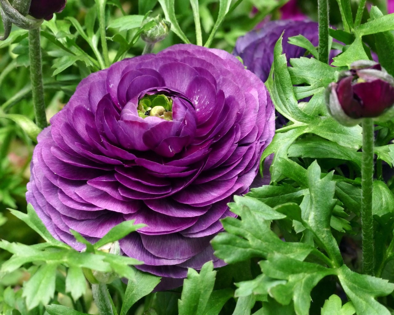Обои цветы, макро, лиловый, ранункулюс, лютик, flowers, macro, purple, ranunculus, buttercup разрешение 2048x1365 Загрузить