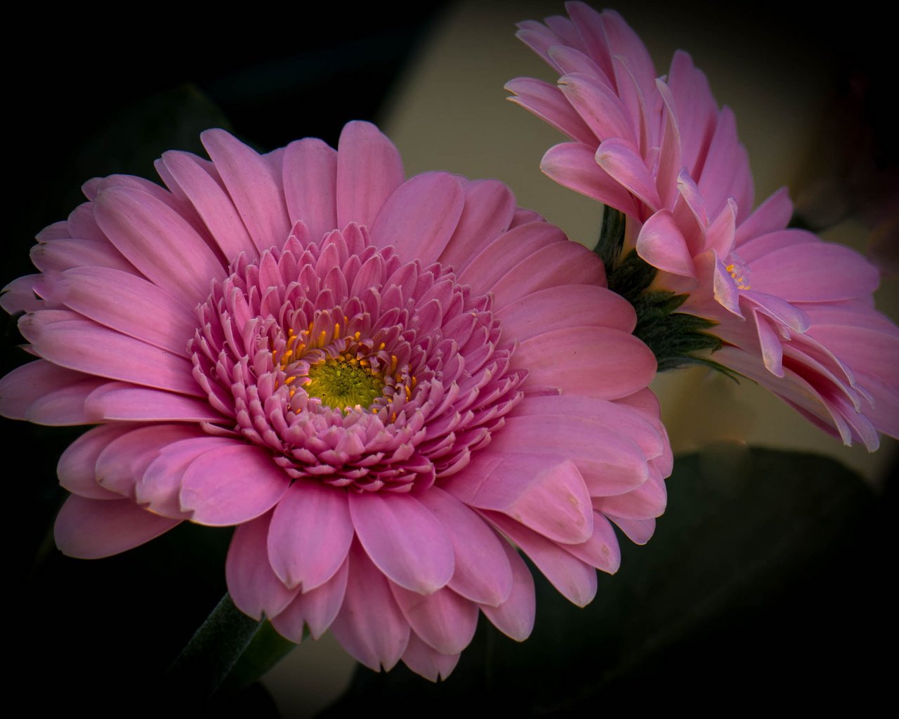 Обои цветы, фон, розовые, герберы, flowers, background, pink, gerbera разрешение 2048x1505 Загрузить