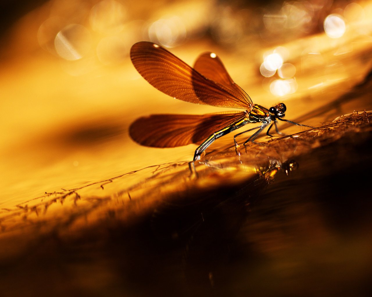 Обои насекомое, фон, крылья, блики, стрекоза, травинка, insect, background, wings, glare, dragonfly, a blade of grass разрешение 2048x1306 Загрузить