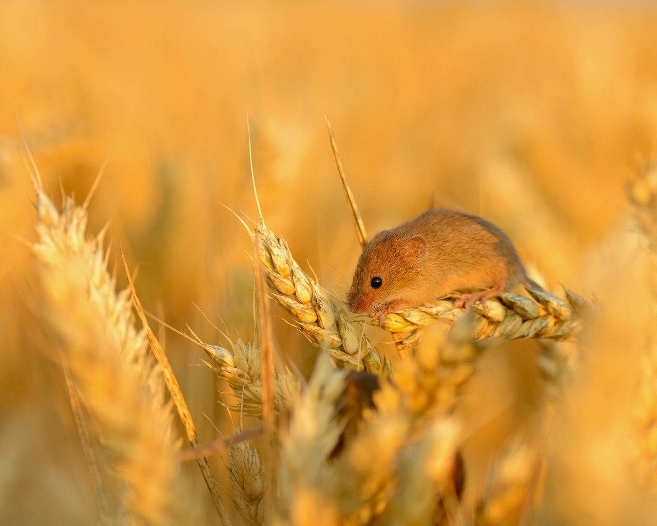 Обои поле, колосья, пшеница, мышь, маленькая, зерно, колосок, field, ears, wheat, mouse, little, grain, spike разрешение 2048x1340 Загрузить