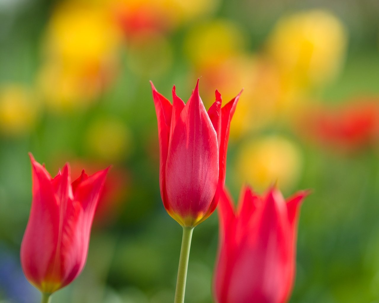 Обои цветы, природа, лепестки, весна, тюльпаны, flowers, nature, petals, spring, tulips разрешение 2048x1365 Загрузить
