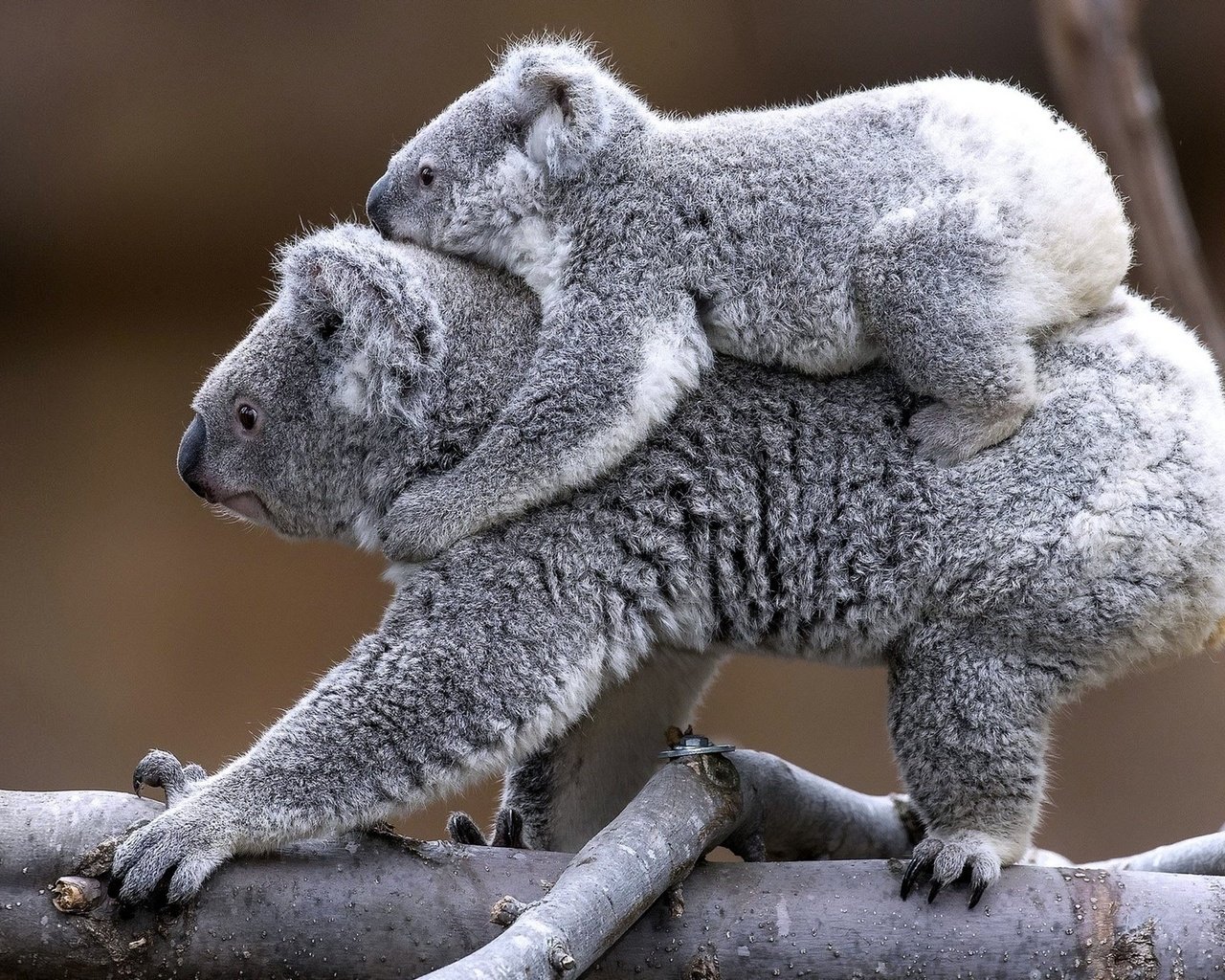 Обои ветка, животные, детеныш, коала, branch, animals, cub, koala разрешение 2200x1238 Загрузить