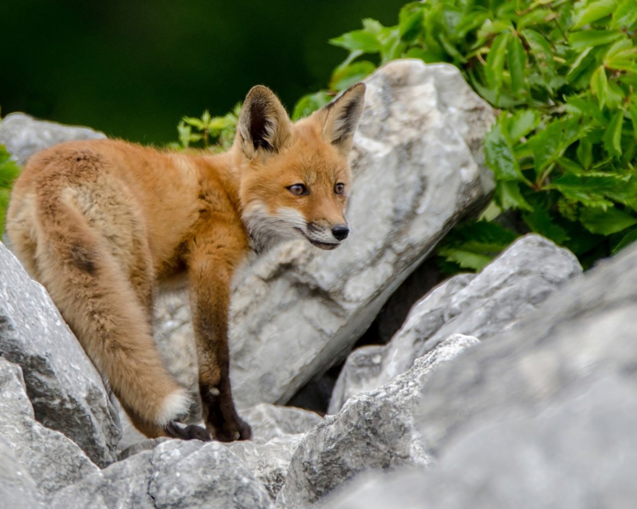 Обои животные, взгляд, лиса, лисица, животное, лисенок, animals, look, fox, animal разрешение 1920x1200 Загрузить