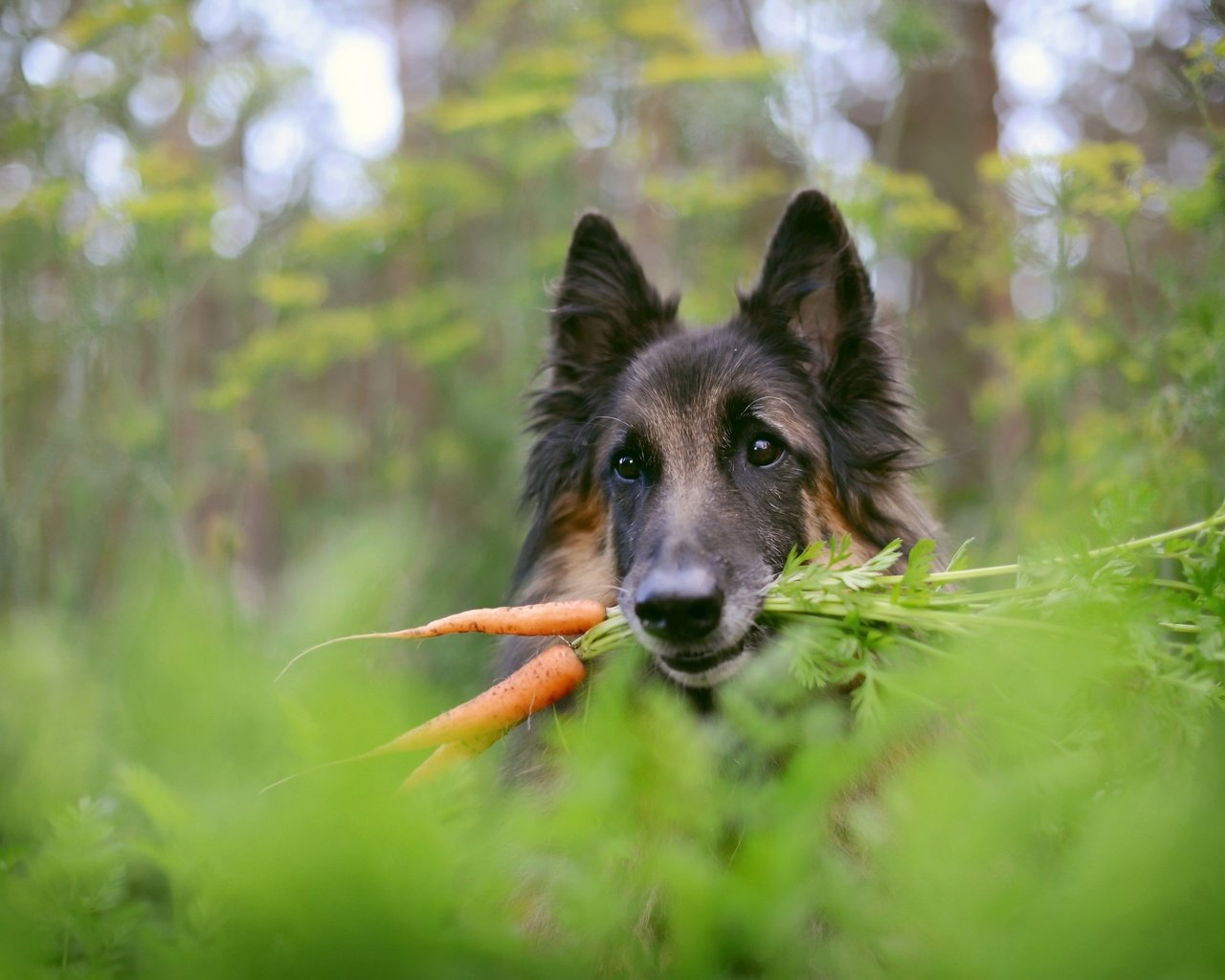 Обои фон, собака, немецкая овчарка, морковка, background, dog, german shepherd, carrot разрешение 2560x1709 Загрузить