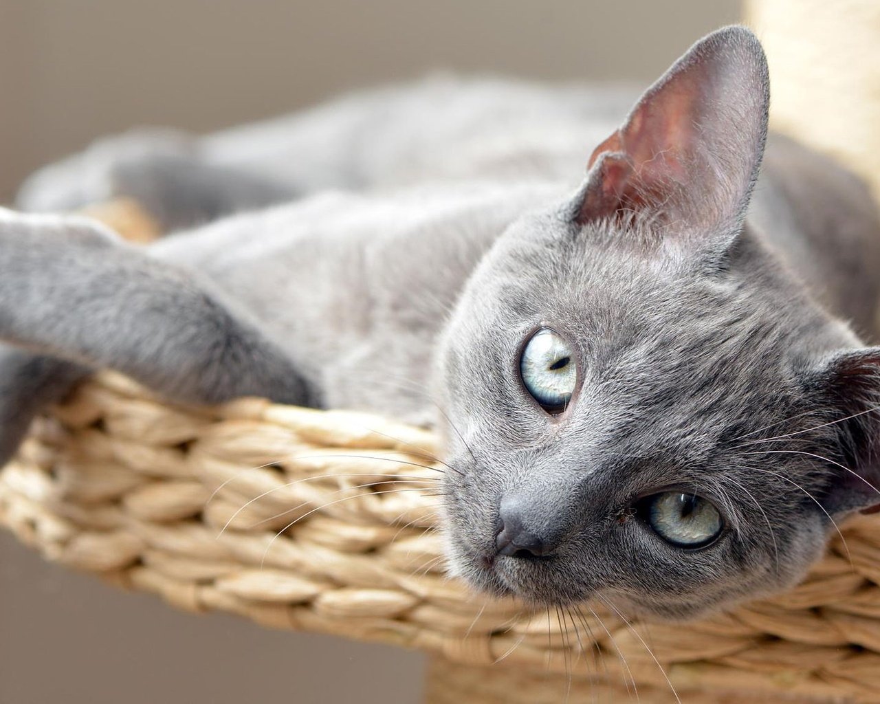 Обои кот, кошка, взгляд, котенок, лежит, серый, сероглазый, cat, look, kitty, lies, grey, gray-eyed разрешение 2000x1125 Загрузить