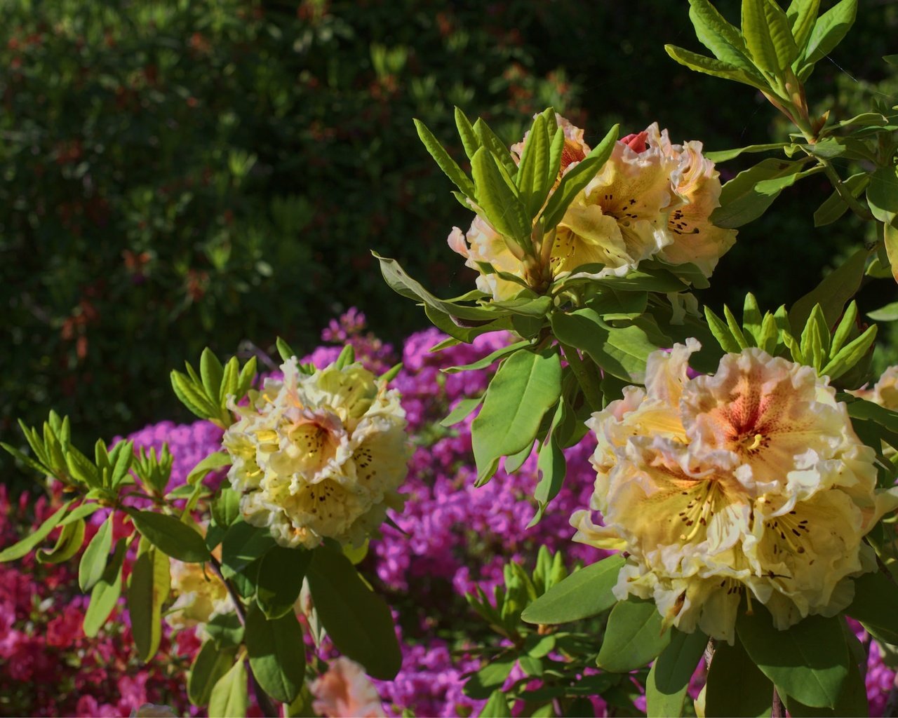 Обои цветы, листья, куст, азалия, рододендрон, flowers, leaves, bush, azalea, rhododendron разрешение 2048x1364 Загрузить