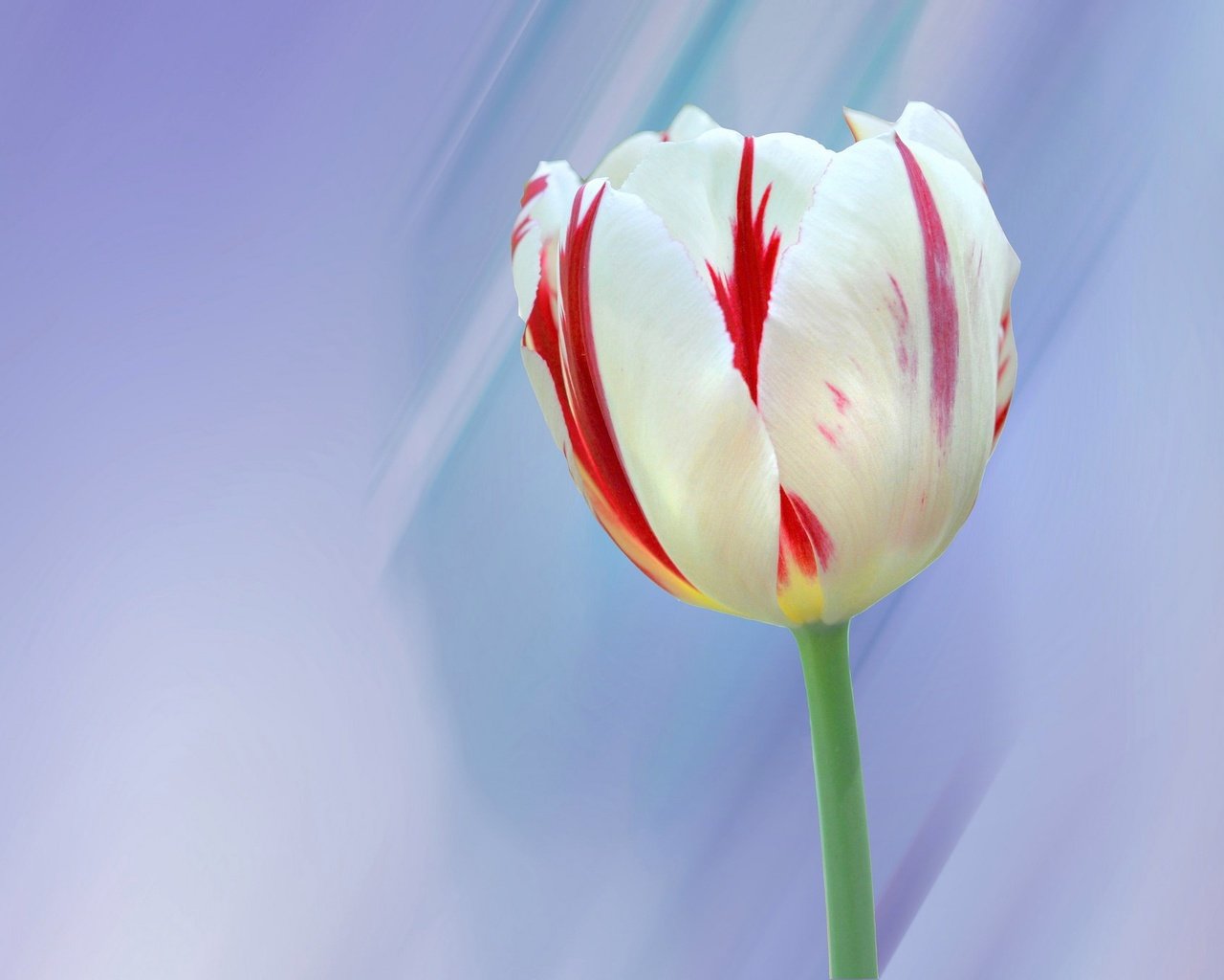 Обои макро, цветок, лепестки, весна, тюльпан, macro, flower, petals, spring, tulip разрешение 2048x1360 Загрузить