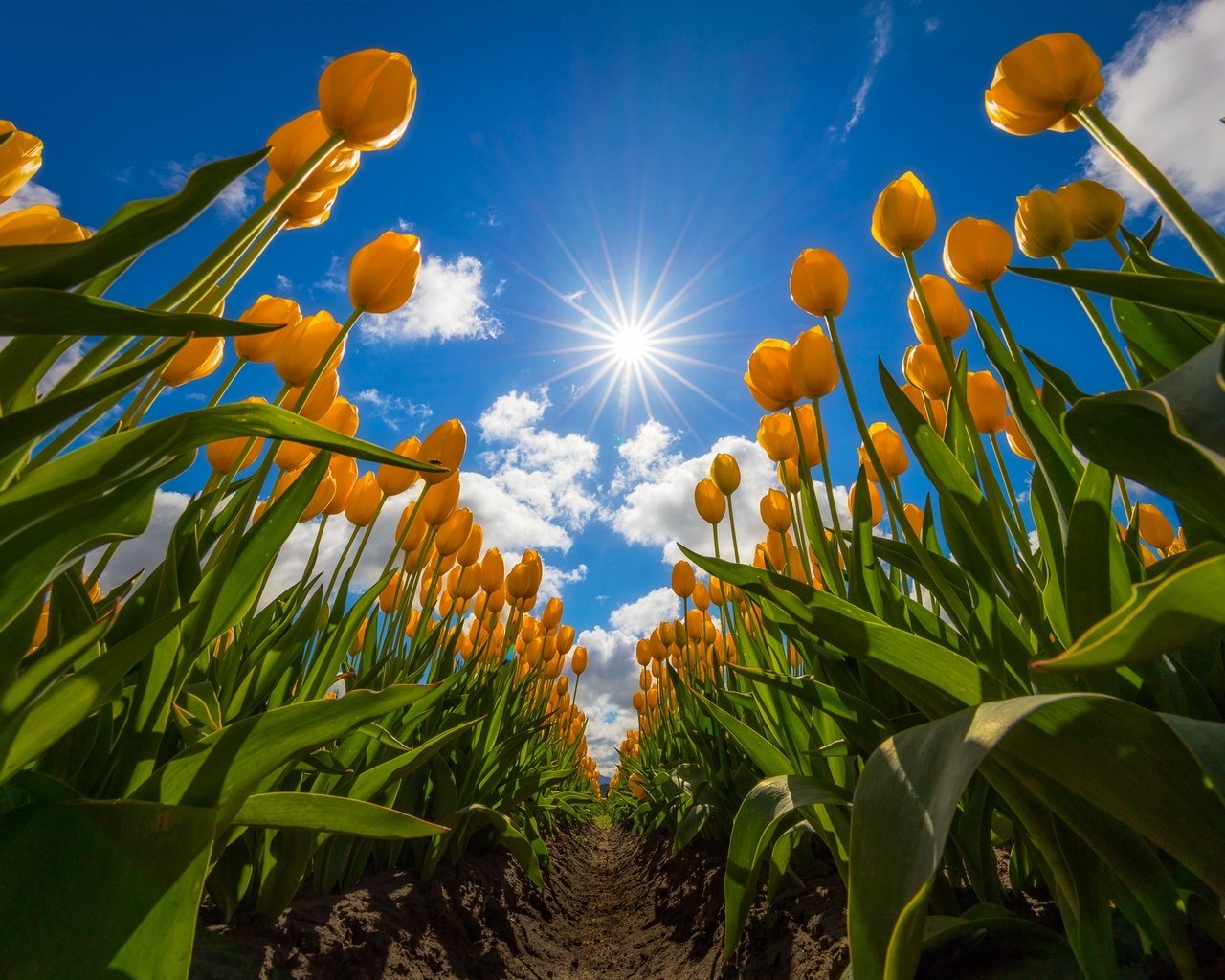 Обои небо, цветы, облака, поле, тюльпаны, жёлтые тюльпаны, the sky, flowers, clouds, field, tulips, yellow tulips разрешение 2048x1365 Загрузить