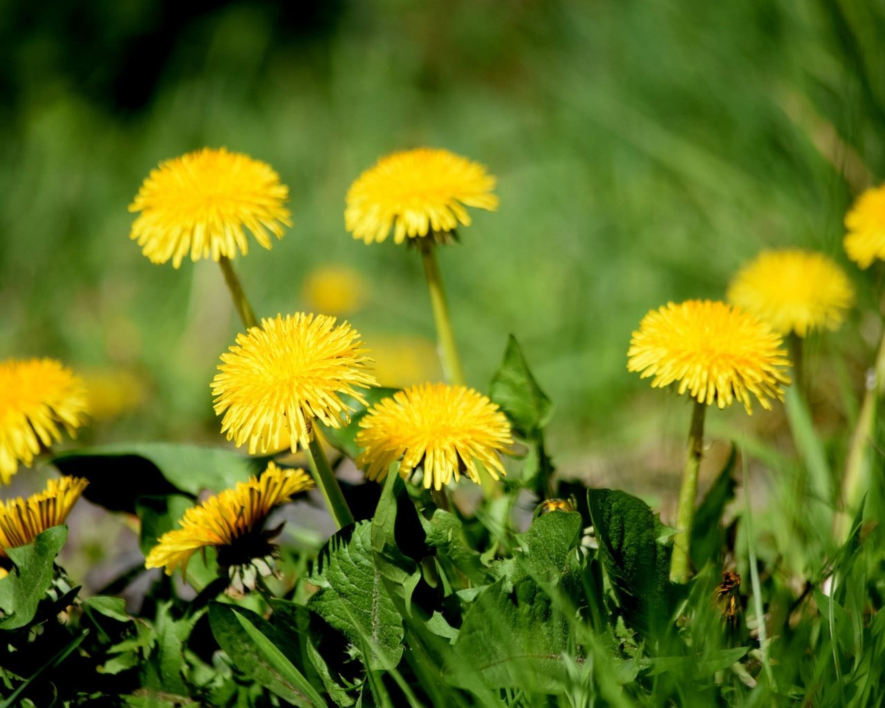 Обои цветы, трава, одуванчики, желтые, flowers, grass, dandelions, yellow разрешение 2048x1365 Загрузить