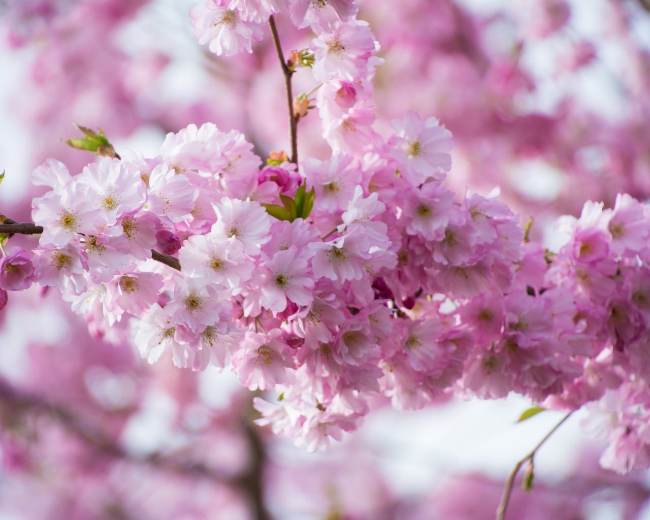 Обои ветка, цветение, весна, розовые, сакура, branch, flowering, spring, pink, sakura разрешение 2048x1365 Загрузить