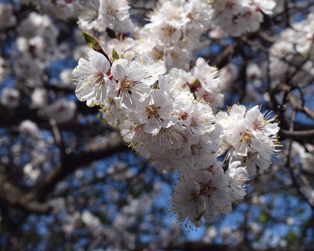 Обои небо, цветы, цветение, ветки, весна, пчелы, the sky, flowers, flowering, branches, spring, bees разрешение 6000x4000 Загрузить