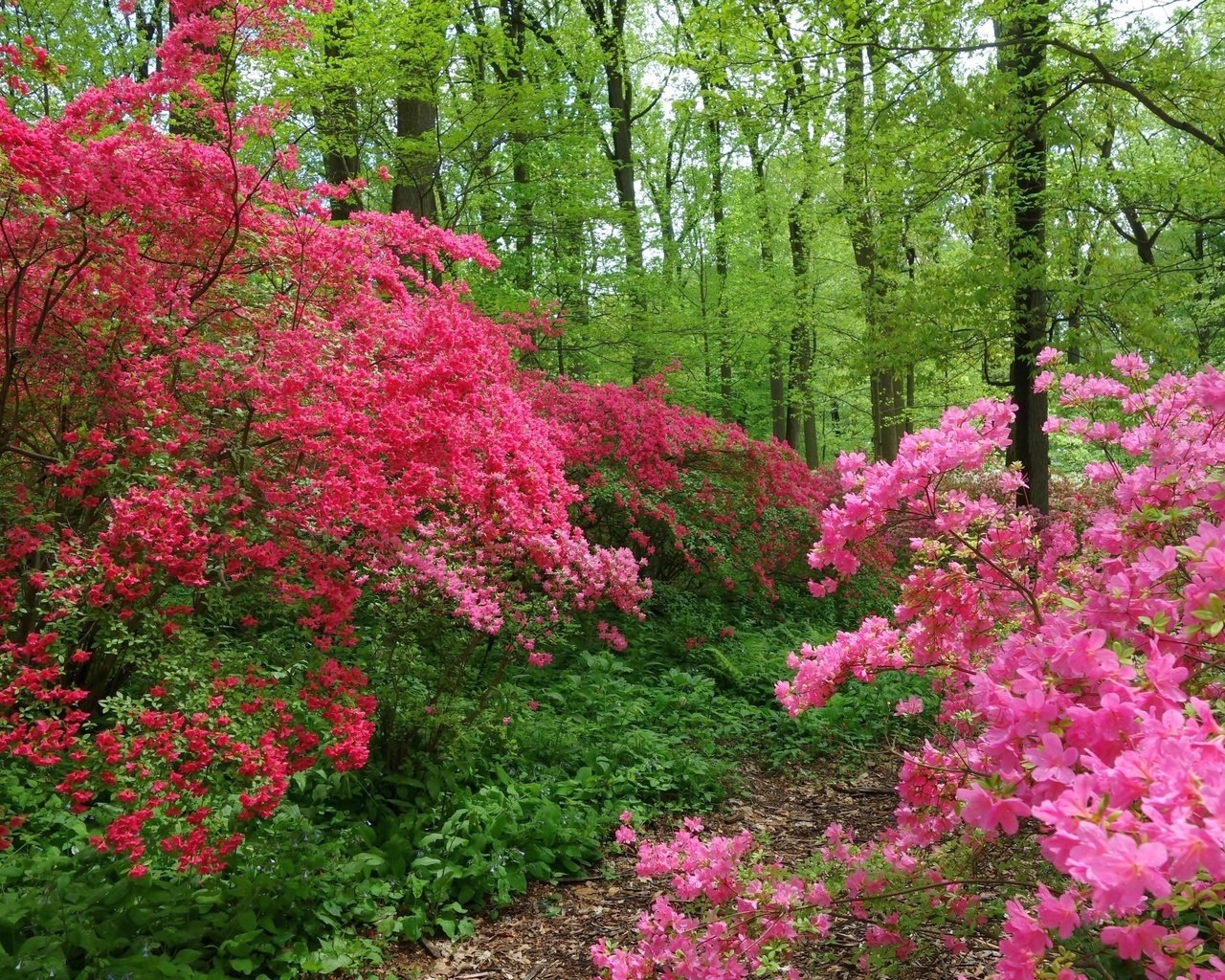 Обои деревья, цветение, лес, швейцария, тропинка, весна, trees, flowering, forest, switzerland, path, spring разрешение 2880x1920 Загрузить