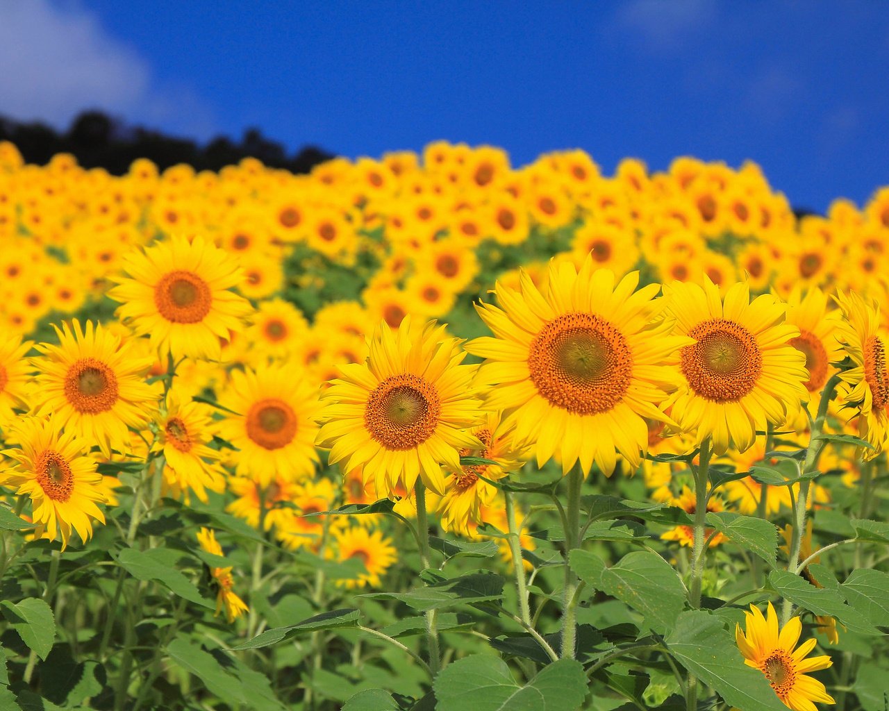 Обои небо, цветы, листья, поле, лепестки, подсолнух, подсолнухи, the sky, flowers, leaves, field, petals, sunflower, sunflowers разрешение 2048x1365 Загрузить