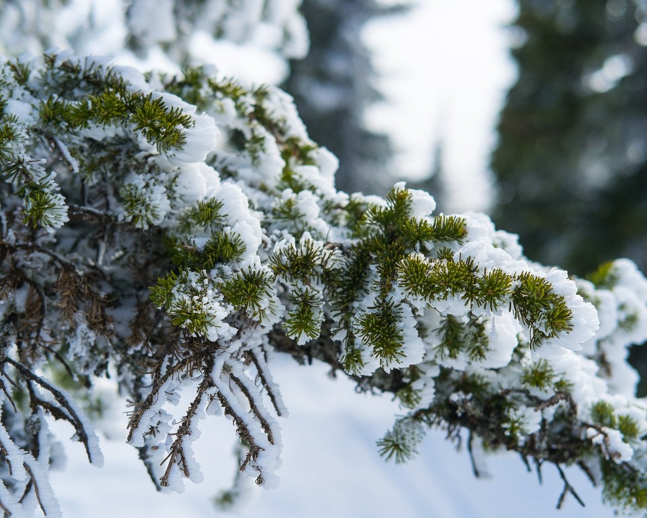 Обои снег, природа, хвоя, зима, ветви, ели, snow, nature, needles, winter, branch, ate разрешение 2554x1440 Загрузить