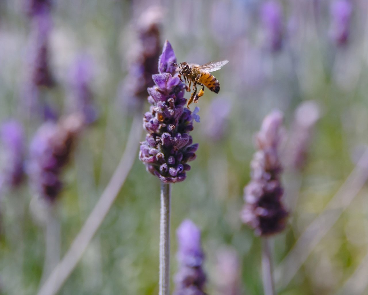 Обои цветы, насекомое, лаванда, пчела, flowers, insect, lavender, bee разрешение 2048x1299 Загрузить