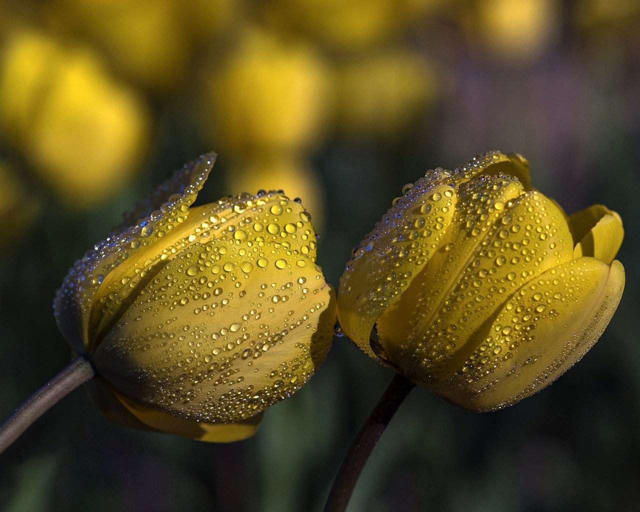 Обои цветы, бутоны, капли, тюльпаны, желтые, flowers, buds, drops, tulips, yellow разрешение 2000x1330 Загрузить
