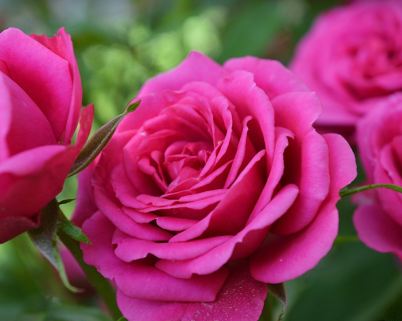Обои цветы, розы, лепестки, розовая роза, flowers, roses, petals, pink rose разрешение 3000x1906 Загрузить
