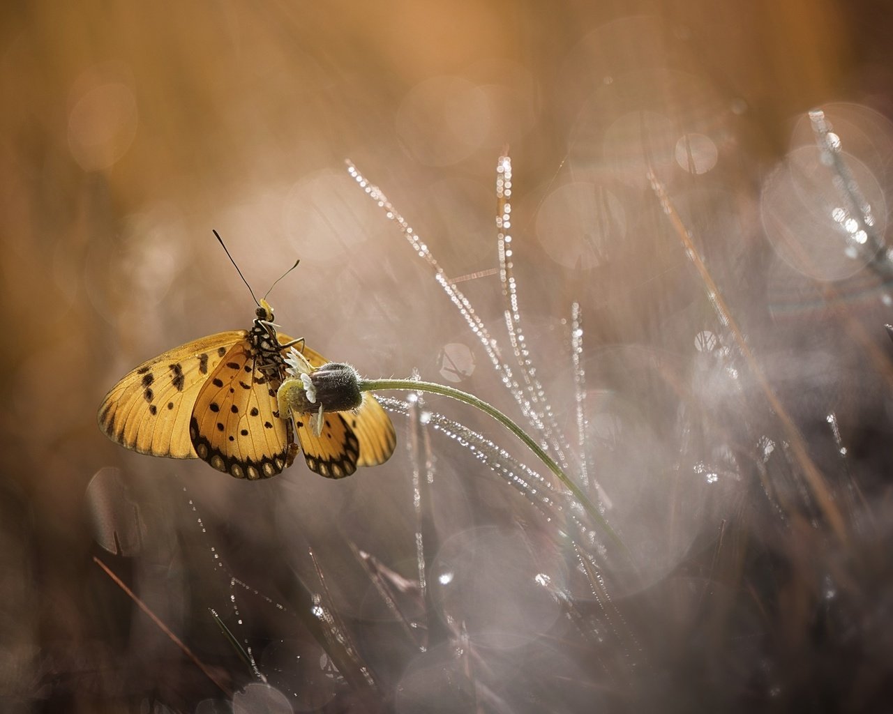 Обои цветы, макро, бабочка, flowers, macro, butterfly разрешение 1920x1200 Загрузить