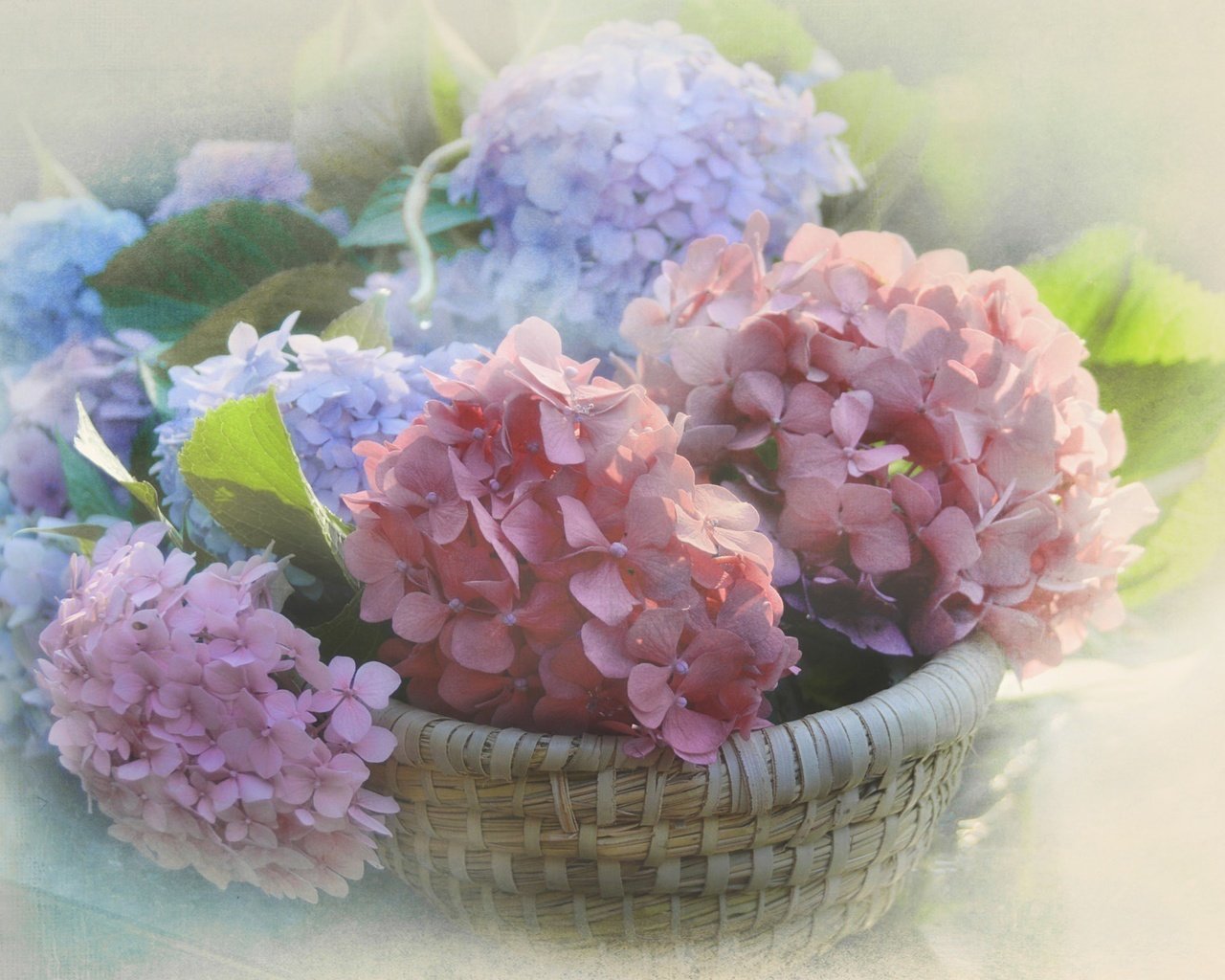 Обои цветы, размытость, соцветия, корзинка, гортензия, flowers, blur, inflorescence, basket, hydrangea разрешение 2048x1297 Загрузить