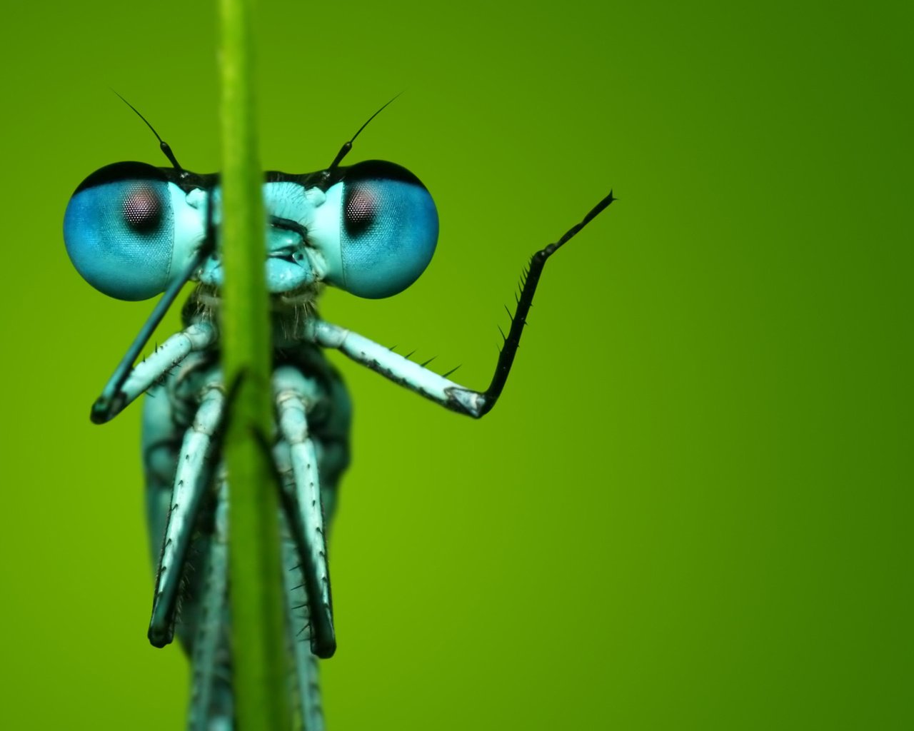 Обои глаза, макро, насекомое, фон, стрекоза, eyes, macro, insect, background, dragonfly разрешение 2560x1600 Загрузить