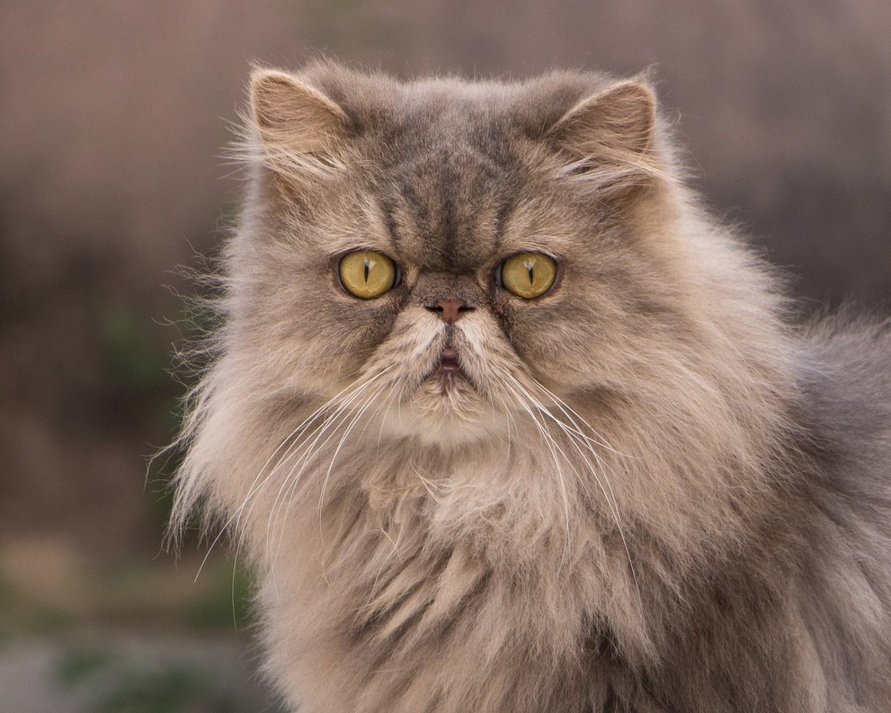 Обои глаза, кот, мордочка, взгляд, пушистый, персидская кошка, eyes, cat, muzzle, look, fluffy, persian cat разрешение 1920x1200 Загрузить