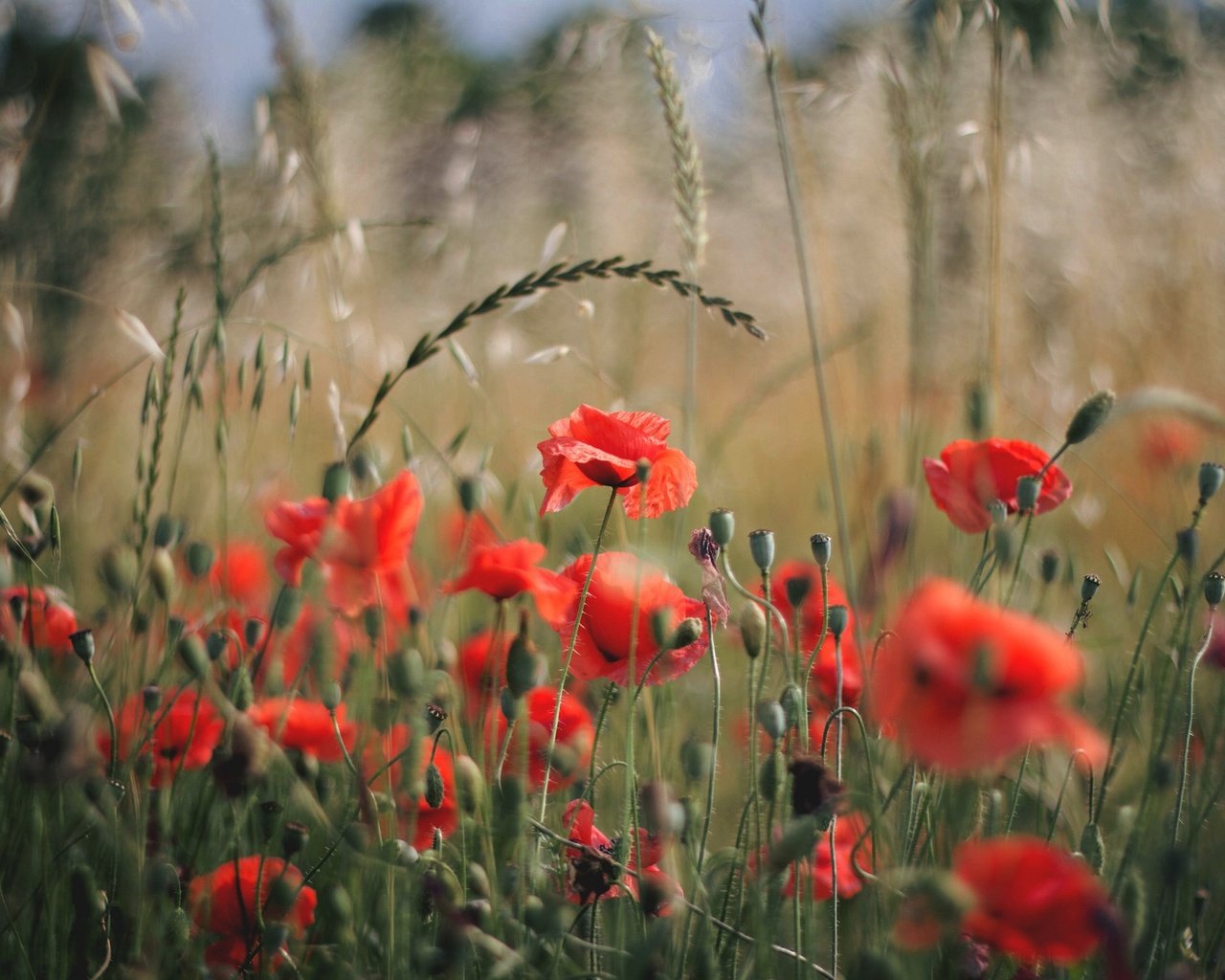 Обои цветы, поле, лепестки, красные, маки, flowers, field, petals, red, maki разрешение 2048x1365 Загрузить