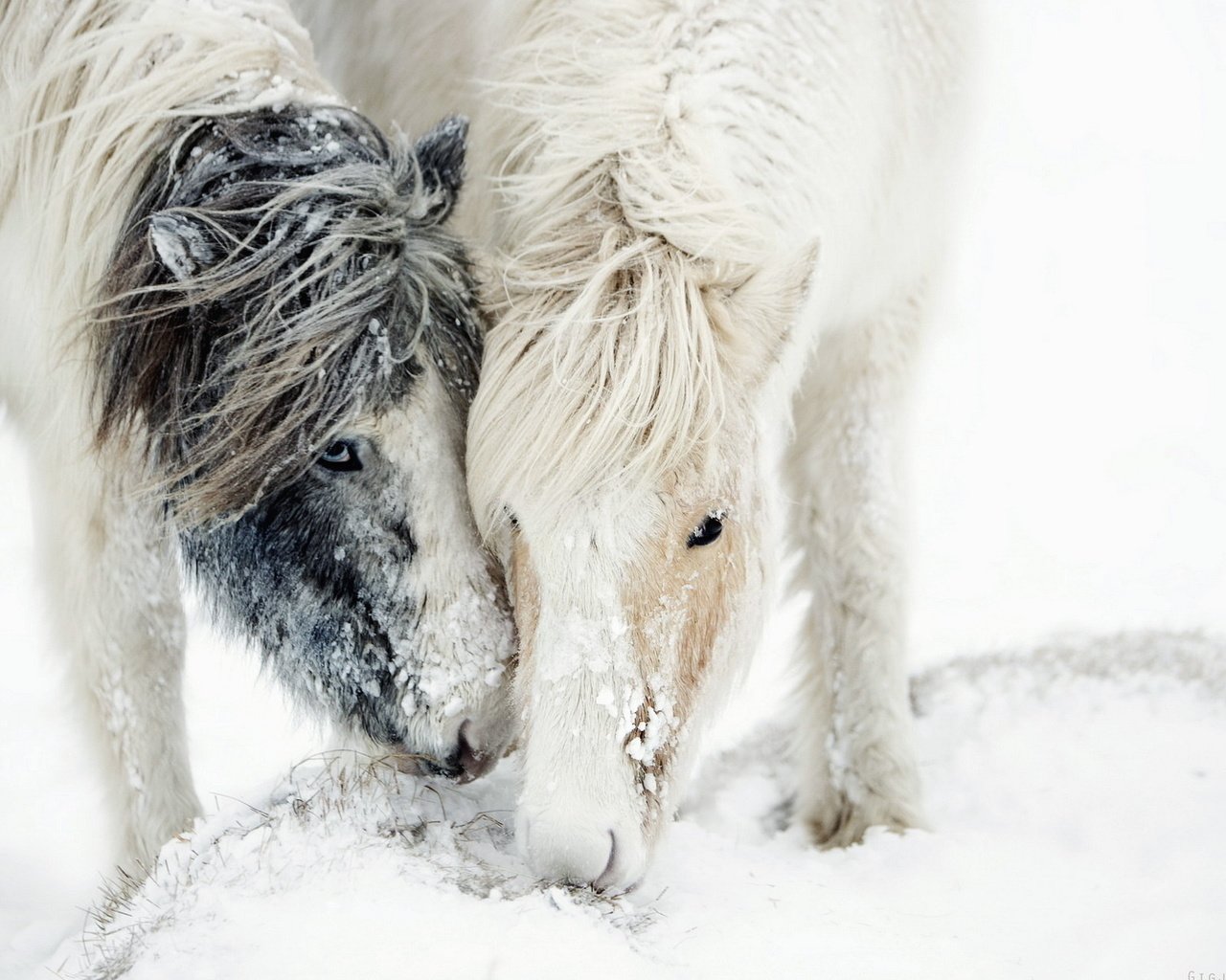 Обои лошадь, снег, природа, зима, пони, грива, horse, snow, nature, winter, pony, mane разрешение 1920x1200 Загрузить