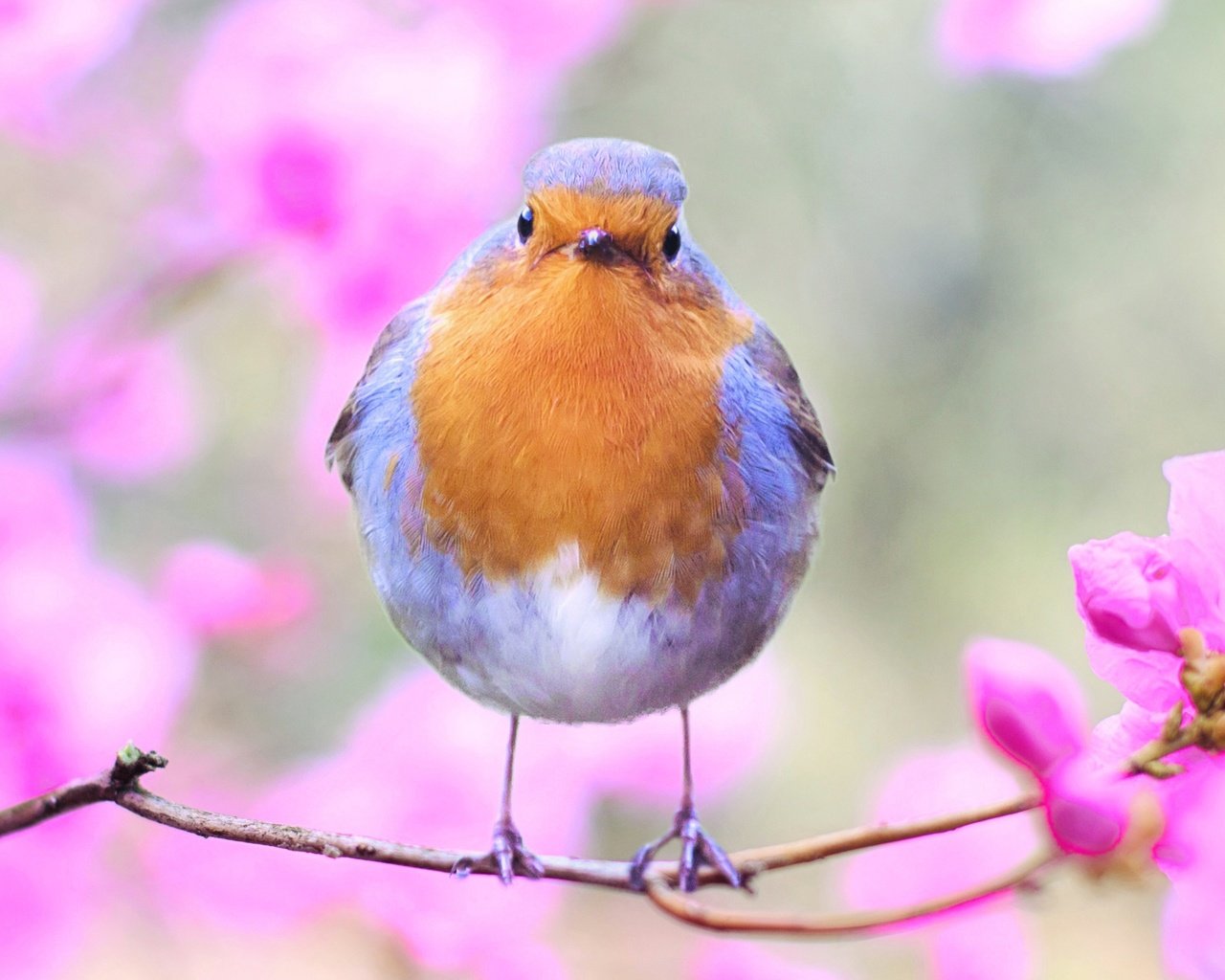 Обои ветка, природа, цветок, птица, перья, зарянка, малиновка, branch, nature, flower, bird, feathers, robin разрешение 2526x1600 Загрузить