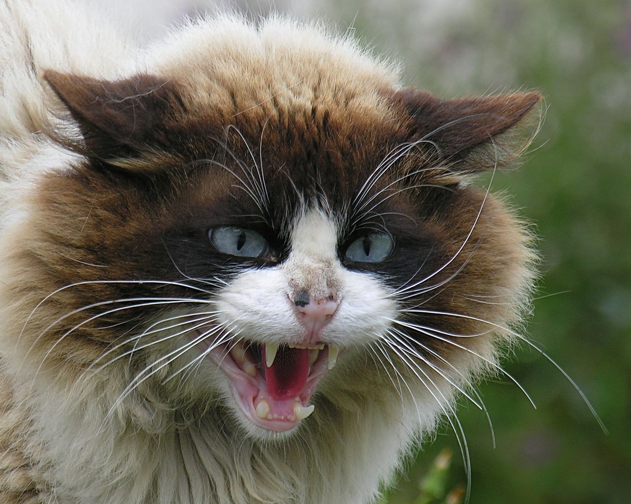 Обои глаза, кот, кошка, взгляд, зубы, агрессия, eyes, cat, look, teeth, aggression разрешение 2015x1511 Загрузить