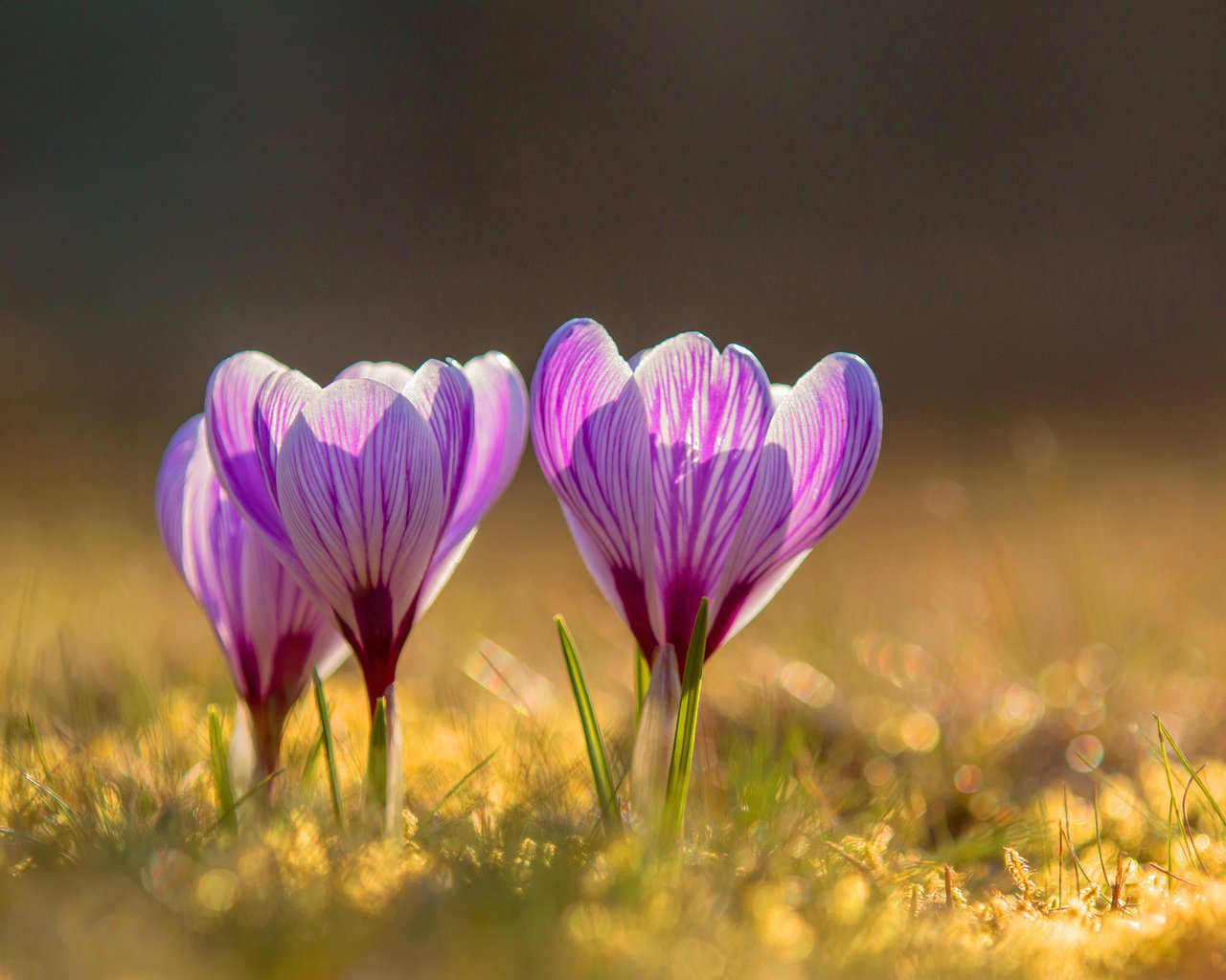 Обои цветы, весна, крокусы, flowers, spring, crocuses разрешение 3840x2400 Загрузить