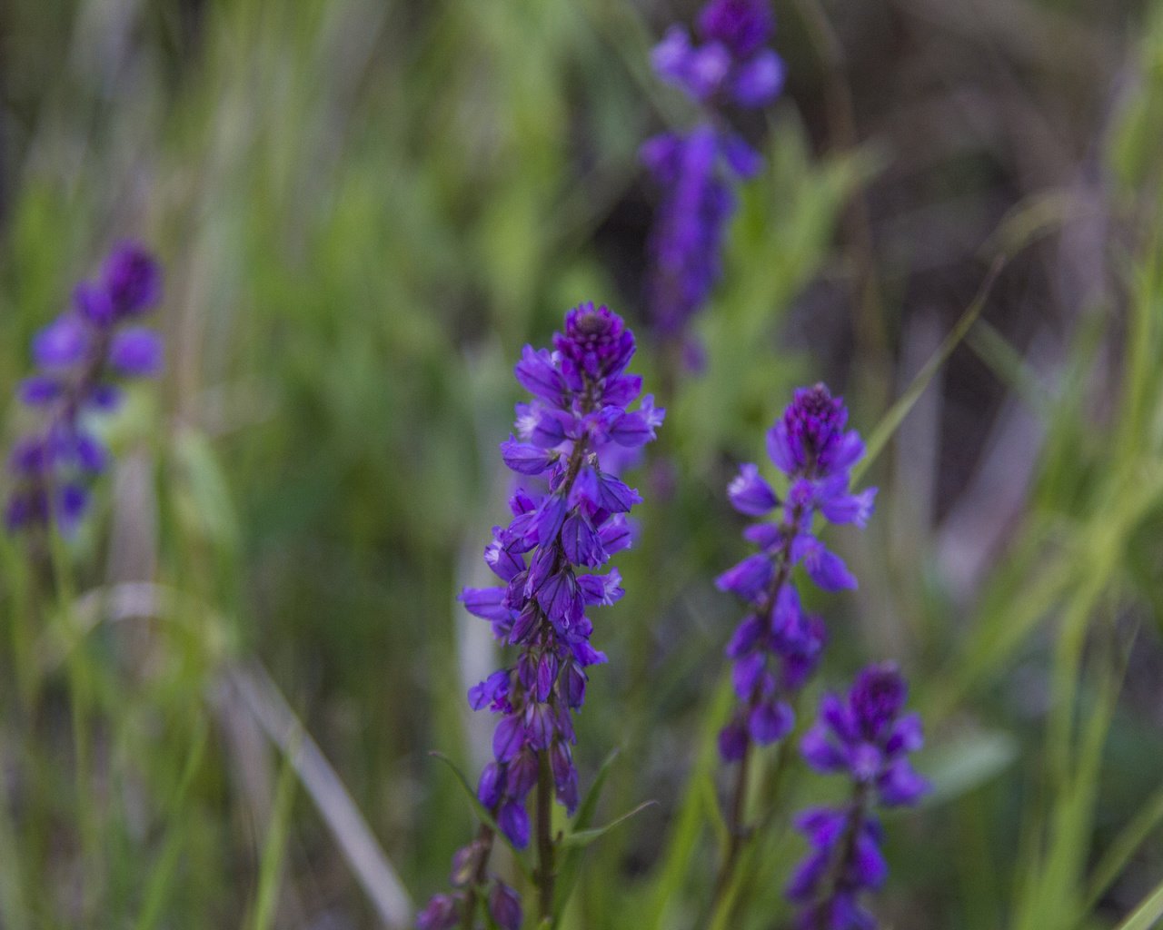 Обои цветы, природа, фон, полевые цветы, flowers, nature, background, wildflowers разрешение 5184x3456 Загрузить