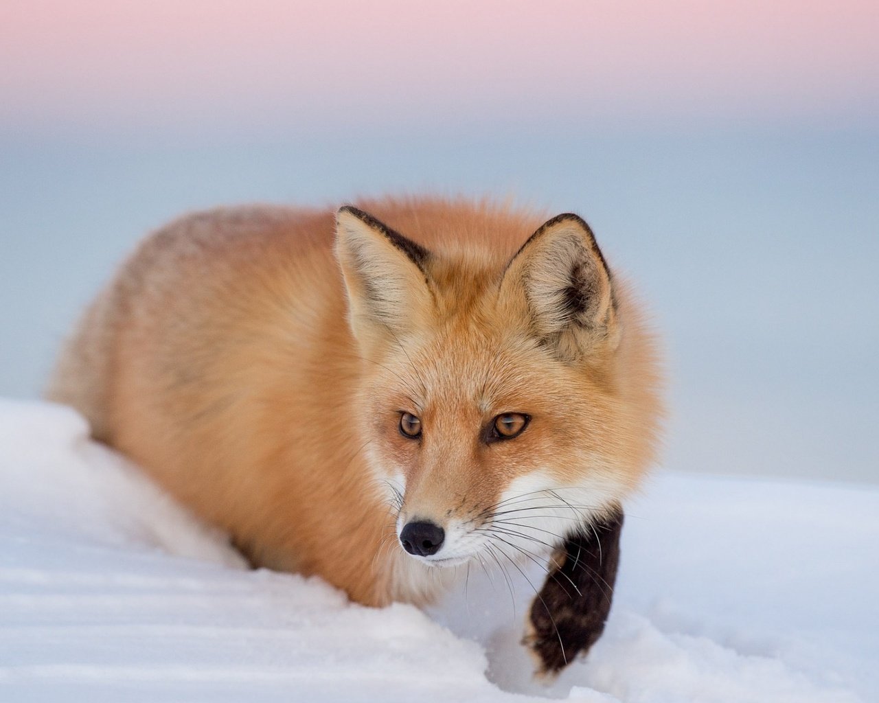 Обои глаза, снег, зима, взгляд, лиса, лисица, eyes, snow, winter, look, fox разрешение 1920x1200 Загрузить