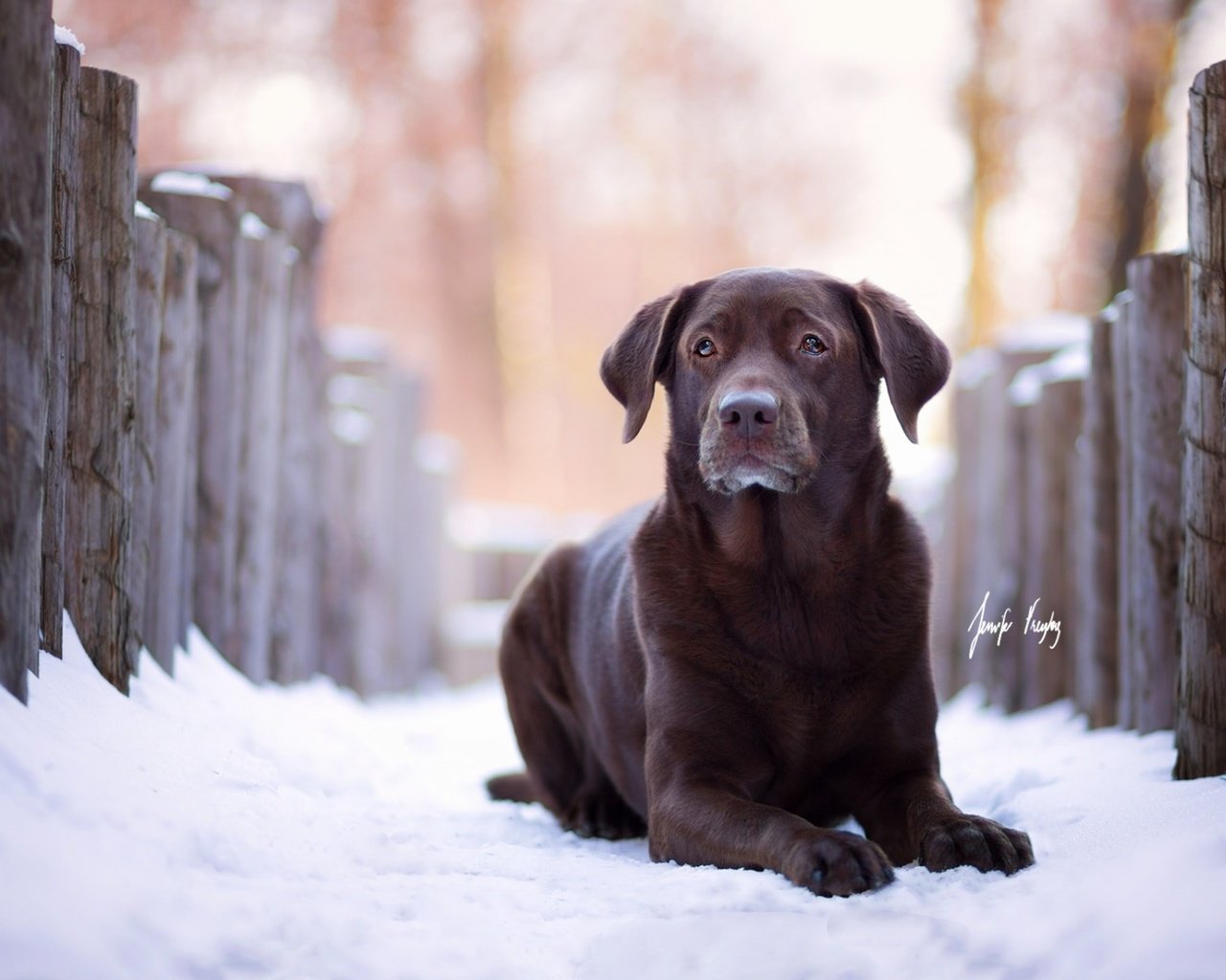 Обои зима, взгляд, собака, лабрадор, ретривер, winter, look, dog, labrador, retriever разрешение 1920x1200 Загрузить