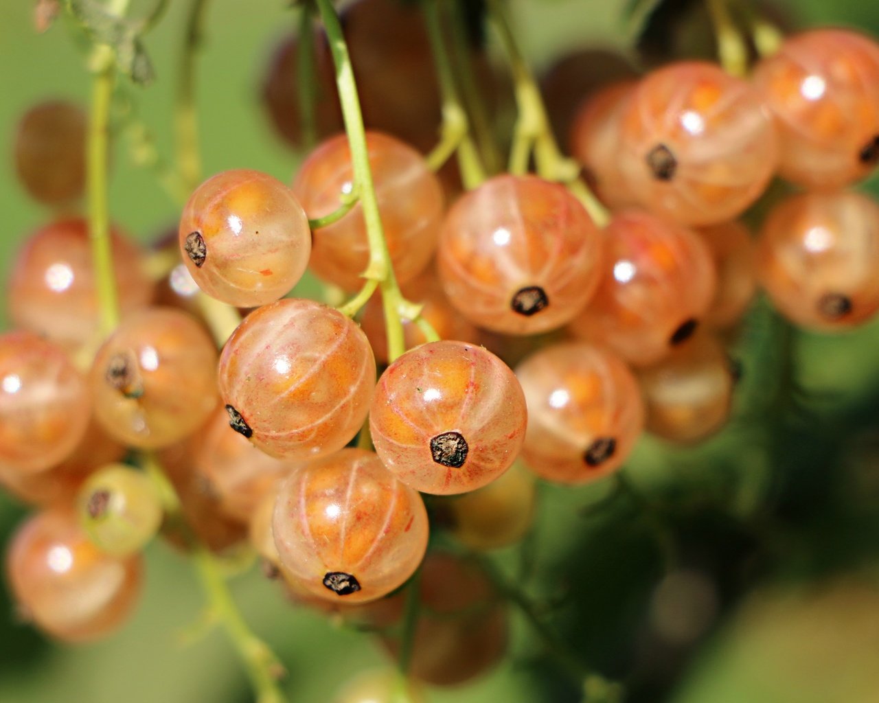 Обои ягоды, смородина, крупным планом, berries, currants, closeup разрешение 2744x1911 Загрузить