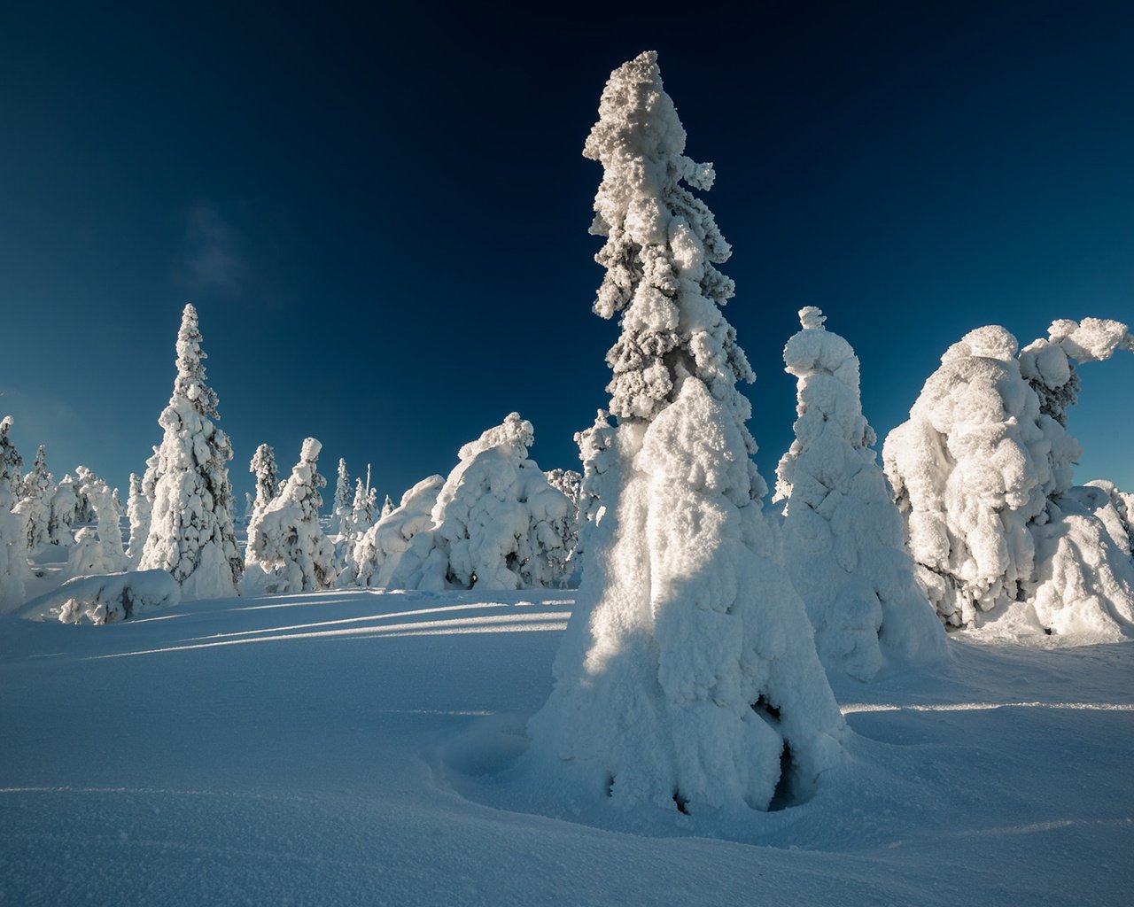 Обои небо, свет, деревья, снег, зима, ели, тени, the sky, light, trees, snow, winter, ate, shadows разрешение 1920x1200 Загрузить