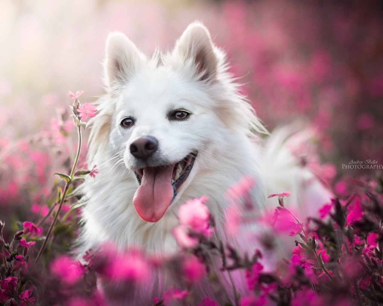 Обои морда, цветы, собака, радость, язык, боке, face, flowers, dog, joy, language, bokeh разрешение 6000x4000 Загрузить